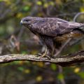 Mäusebussard (Buteo buteo)