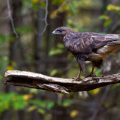 Mäusebussard (Buteo buteo)