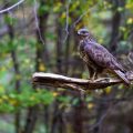 Mäusebussard (Buteo buteo)