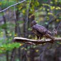 Mäusebussard (Buteo buteo)