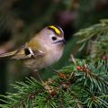 Wintergoldhähnchen (Regulus regulus)
