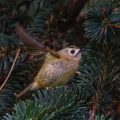 Wintergoldhähnchen (Regulus regulus)