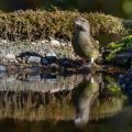 Grünfink (Carduelis chloris)