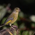 Grünfink (Carduelis chloris)