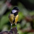 Kohlmeise (parus major)