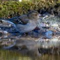 Buchfink (Fringilla coelebs) Weibchen