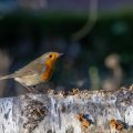 Rotkehlchen (Erithacus rubecula)