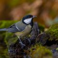 Kohlmeise (parus major)