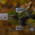 Kohlmeise (parus major)