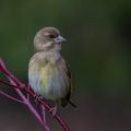 Grünfink (Carduelis chloris)