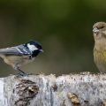Tannenmeise (Periparus ater) und Grünfink