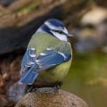 Blaumeise (Cyanistes caeruleus)