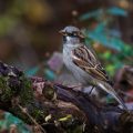 Haussperling (Passer domesticus) Männchen