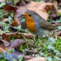 Rotkehlchen (Erithacus rubecula)