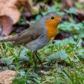 Rotkehlchen (Erithacus rubecula)