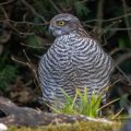 Sperber (Accipiter nisus) Weibchen