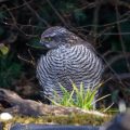 Sperber (Accipiter nisus) Weibchen