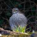 Sperber (Accipiter nisus) Weibchen