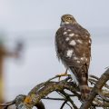 Sperber (Accipiter nisus) Weibchen