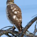 Sperber (Accipiter nisus) Weibchen