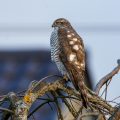 Sperber (Accipiter nisus) Weibchen