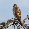 Sperber (Accipiter nisus) Weibchen