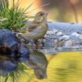 Grünfink (Carduelis chloris)