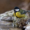 Kohlmeise (parus major)