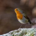 Rotkehlchen (Erithacus rubecula)