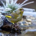 Grünfink (Carduelis chloris)