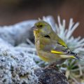 Grünfink (Carduelis chloris)