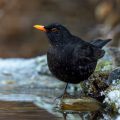 Amsel (Turdus merula) Männchen