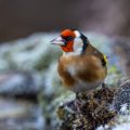 Stieglitz (Carduelis carduelis)