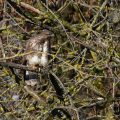 Mäusebussard (Buteo buteo)