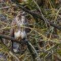 Mäusebussard (Buteo buteo)