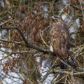 Mäusebussard (Buteo buteo)