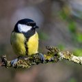 Kohlmeise (parus major)