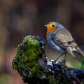 Rotkehlchen (Erithacus rubecula) - ein Sitzplatz der gerne angenommen wird wie die Verkotung zeigt