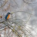 Eisvogel (Alcedo atthis)
