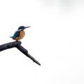 Eisvogel (Alcedo atthis)