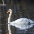 Höckerschwan (Cygnus olor)