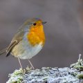Rotkehlchen (Erithacus rubecula)