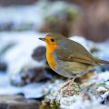 Rotkehlchen (Erithacus rubecula)