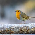 Rotkehlchen (Erithacus rubecula)