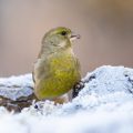 Grünfink (Carduelis chloris)