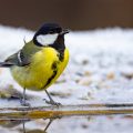 Kohlmeise (parus major)