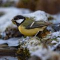 Kohlmeise (parus major)
