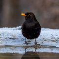 Amsel (Turdus merula) Männchen