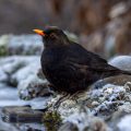 Amsel (Turdus merula) Männchen