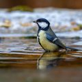 Kohlmeise (parus major)